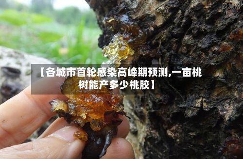 【各城市首轮感染高峰期预测,一亩桃树能产多少桃胶】-第2张图片