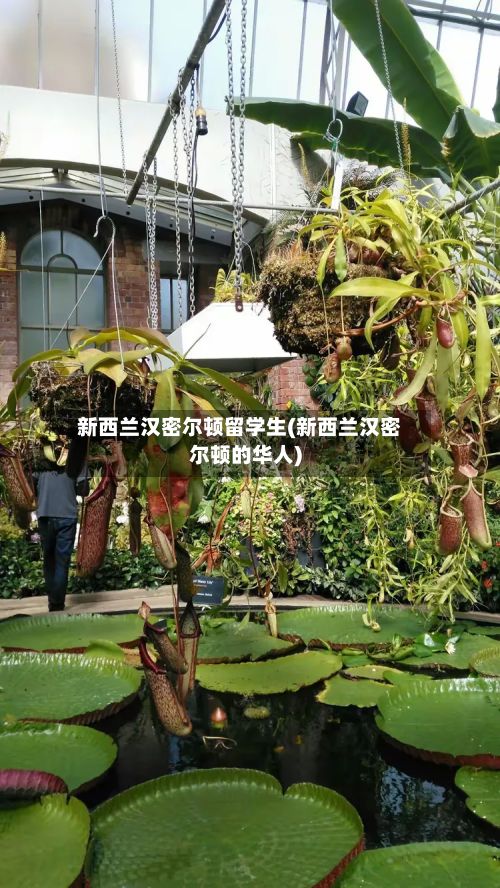新西兰汉密尔顿留学生(新西兰汉密尔顿的华人)-第2张图片